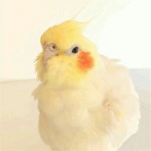 Создать мем: забавный корелла, попугай корелла на белом фоне, cockatiel gifs