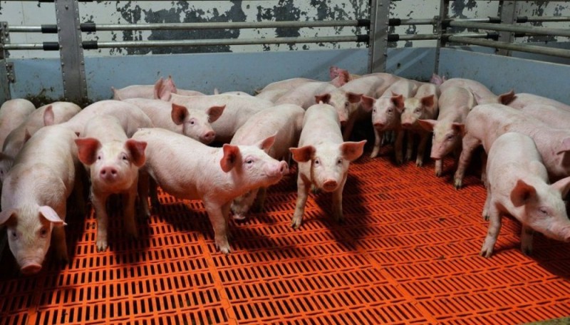 Create meme: tambov bacon pig farms, pig farm, breeding farm pig complex