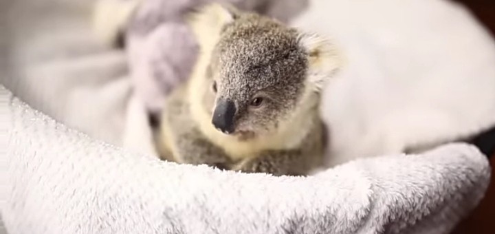 Create meme: baby koala, koalas, little koala
