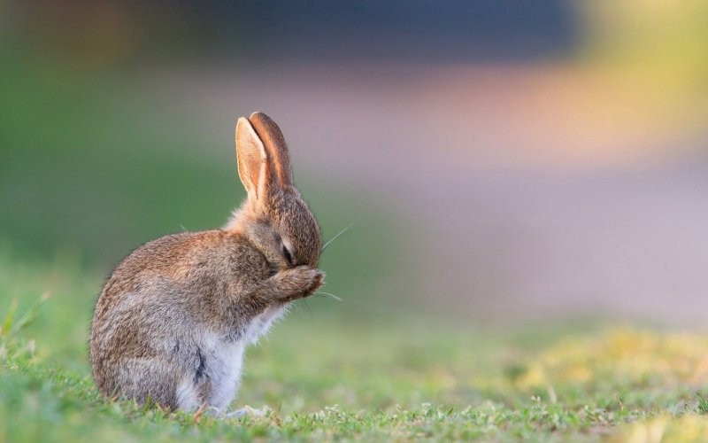 Создать мем: кролик заяц, ушастый заяц, голландский кролик