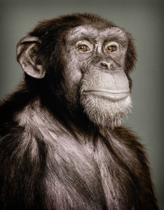 Создать мем: морда обезьяны, обезьяна, шимпанзе уошо