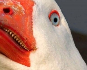 Create meme: goose in fear, the mouth of goose, pink goose