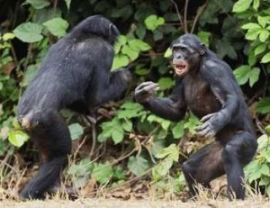 Создать мем: шимпанзе бонобо, бонобо секс, обезьяны дерутся