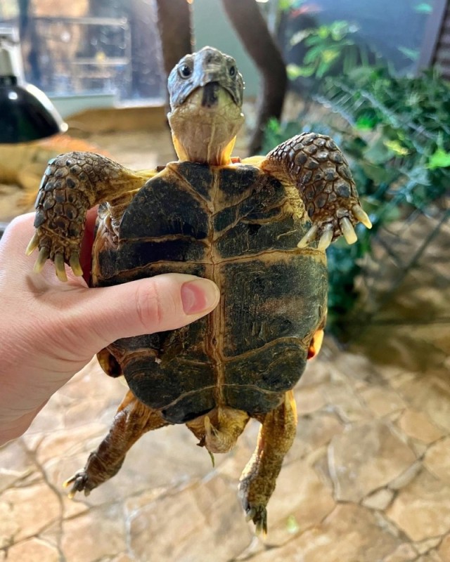 Create meme: the Central Asian turtle rickets, the Central Asian land turtle, The big-headed turtle