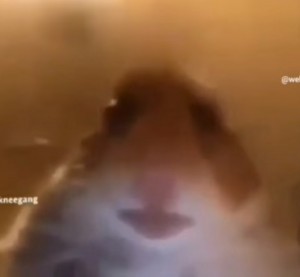 Create meme: Blurred image, the hamster looks at the camera, hamster meme