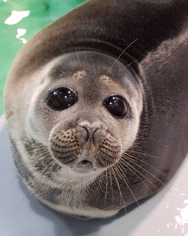 Create meme: seal , little seal, seal 