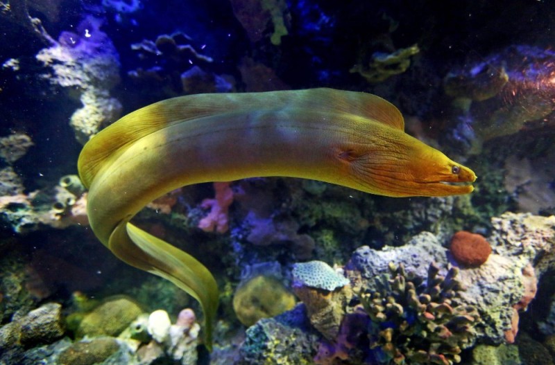 Create meme: moray eels and sea eels, sea moray eel, sea eel