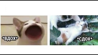 Создать мем: милые котики, мемный кот, кот мем