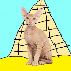 Create meme: Sphynx, St. Petersburg tlakovy Sphinx, Peterbald Petersburg Sphinx