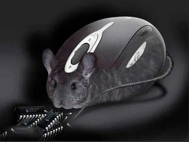 Create meme: mouse , computer mouse, computer mouse 