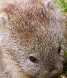 Create meme: the baby wombat, wombats