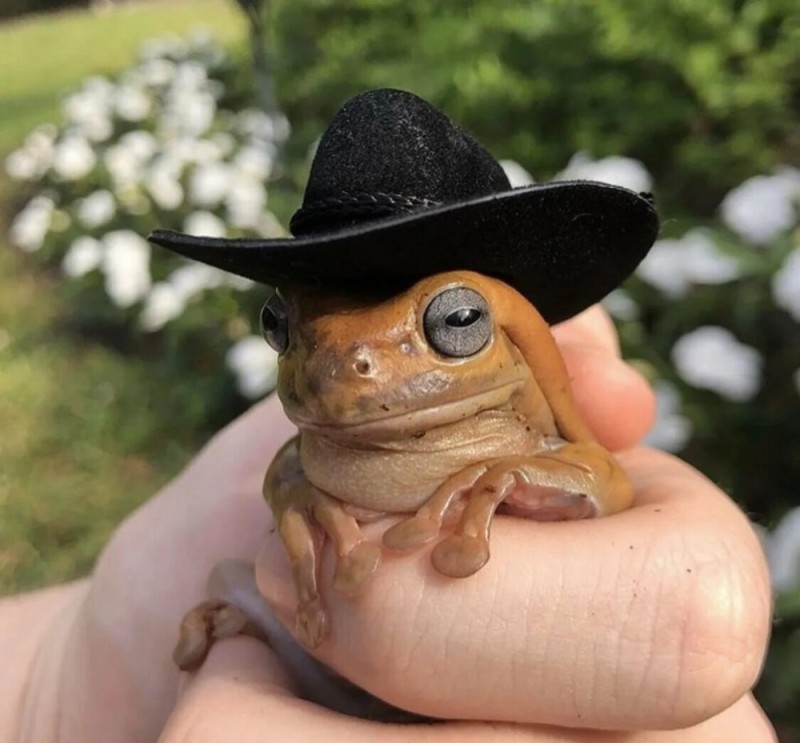 Создать мем: лягушка в шляпе, жабка в шляпке, лягушка в шляпке