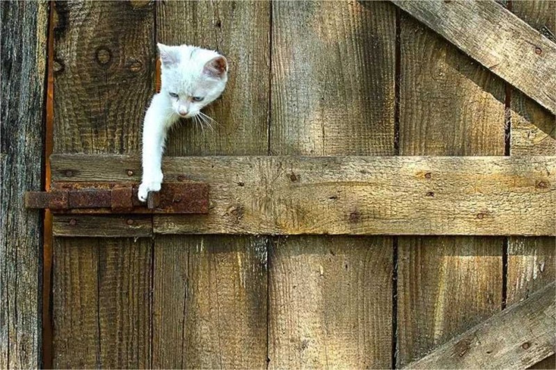 Create meme: cat on the fence, cats on the fence, the cat on the window
