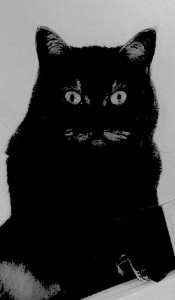 Create meme: cat, cat, black cat