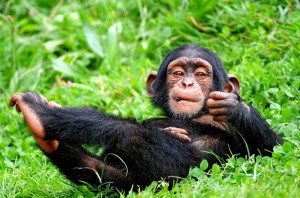 Создать мем: обезьяна шимпанзе, обыкновенный шимпанзе, кунац меймун
