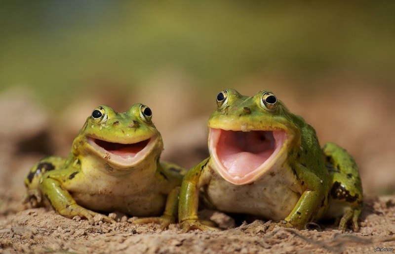 Create meme: funny frogs, beautiful frogs, frog toad