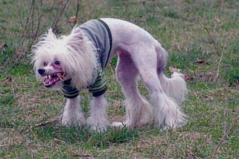 Create meme: crested dog, dogs are stooped, Chinese crested stoop