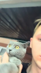 Create meme: cat grey, cat, British Shorthair