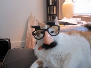 Create meme: funny animals cats, my master is an idiot, cat with glasses