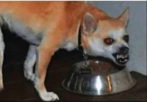 Create meme: evil Chihuahua, Chihuahua