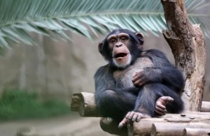 Создать мем: шимпанзе род, шимпанзе обыкновенный, шимпанзе аюму