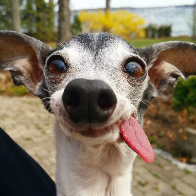 Create meme: funny dog , a dog with a tongue on its side, funny dog