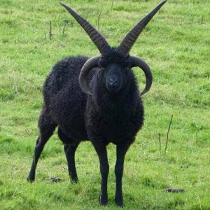 Create meme: chetyrehrogaja goat, black goat