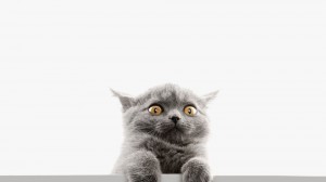 Create meme: British cat, grey cat, grey cat