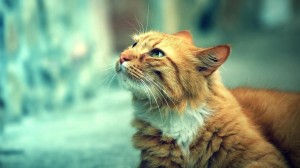 Create meme: animals cats, fat ginger cat, Wallpaper