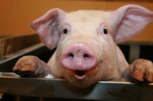 Create meme: the pig's face, boar