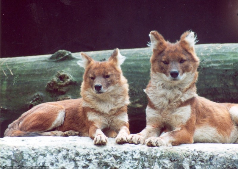 Create meme: red wolf, Tien Shan red wolf, red wolf briefly