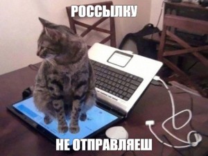 Создать мем: приколы котики, кот юмор, котик за ноутбуком