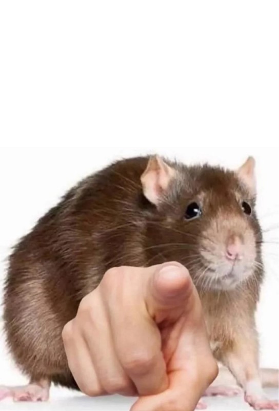 Create meme: rat on white background, decorative rat dumbo, pet rat