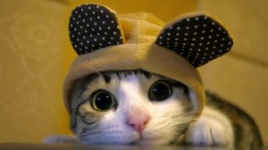 Create meme: cute cats, a cute cat, nyashnye seals