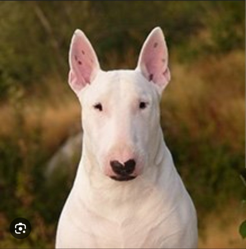 Create meme: bull Terrier , bull terrier breed, bull terrier dog breeds