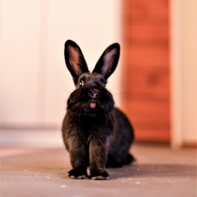 Создать мем: маленькие кролики, кролик карликовый, черный водяной кролик
