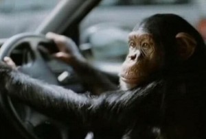 Создать мем: мартышка за рулем, водитель маршрутки, обезьяна с гранатой