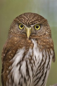 Create meme: the little owl, bird owl, owl owl