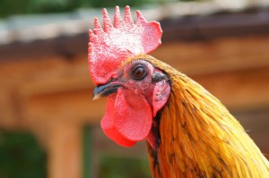Create meme: rooster's comb, cock photo, cock photo birds