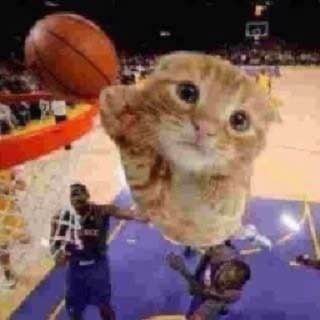 Create meme: The cat is a basketball player, cat , cute cats funny