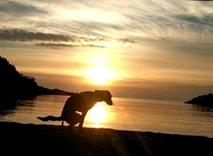 Create meme: sunset, dog at sunset