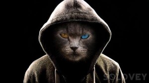 Create meme: cool pictures of cats, cool cat pictures, pictures of cats in the hood