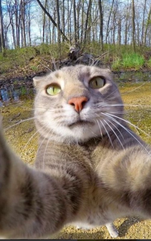 Create meme: animal selfies are funny, cat Manny, cat 