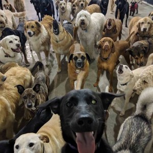 Создать мем: dog daycare, a pack of dogs, dog