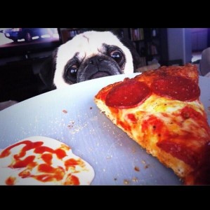 Create meme: dog, tidbit, pizza
