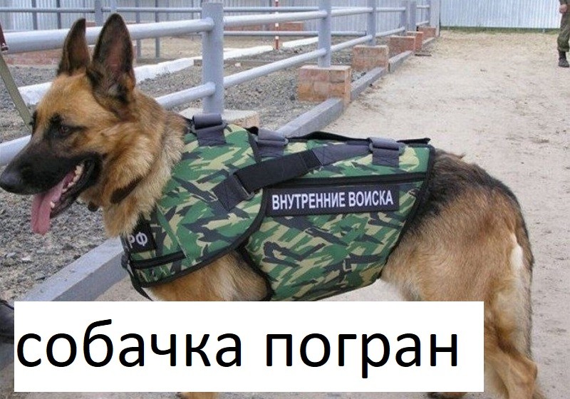 Создать мем: собака сапер, собака в военной форме, собака пограничник