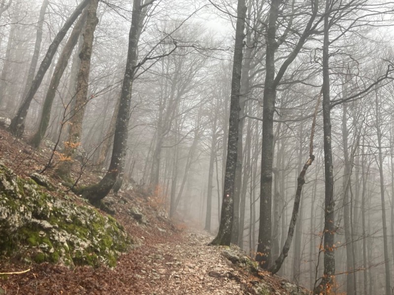 Create meme: landscape , fog forest, forest 