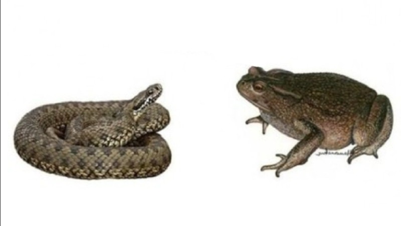 Create meme: toad with a viper, toad , frog and toad