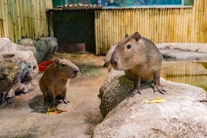 Create meme: capybara cub, the largest rodent is the capybara, the capybara
