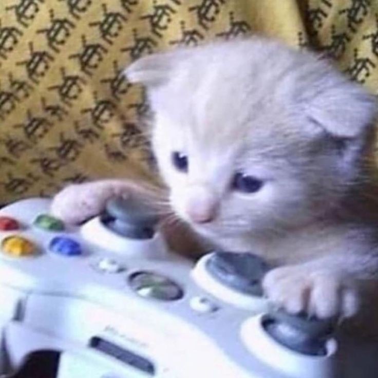 Create meme: a kitten with a joystick, kitten gamer, a cat with a prefix